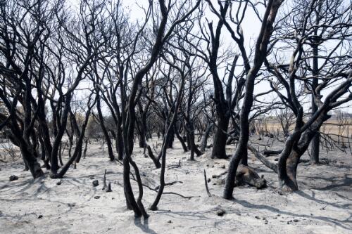 Aftermath of the bushfires, burnt landscape and dead livestock, Kangaroo Island, South Australia, 14 January 2020 / Jeremy Piper