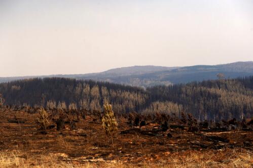 Aftermath of the bushfires, burnt landscape, Kangaroo Island, South Australia, 11 January 2020 / Jeremy Piper