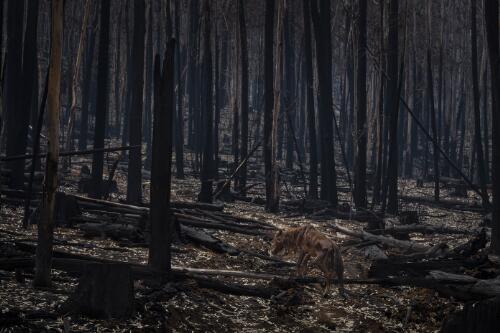 Aftermath of the bushfires, a dehydrated brumby surrounded by burnt landscape, Bago State Forrest, New South Wales, 10 January, 2020 / Matthew Abbott