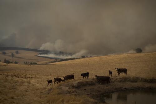 The Dunns Road fire burning out of control approaching cows in a paddock, near Maragle, New South Wales, 10 January, 2020 / Matthew Abbott