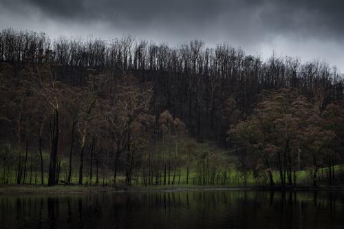 A section of Lake Conjola recovering from the Currowan bushfire, Lake Conjola, New South Wales, 16 February 2020 / Matthew Abbott
