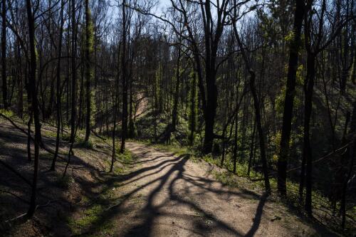 View of bushland and dirt road recovering from bushfire crisis, Puen Buen, upper Brogo, New South Wales, 5 May 2020 / Matthew Abbott