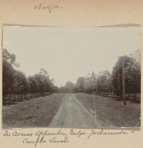 Jacarandas along the avenue, Nudgee, Queensland, approximately 1900