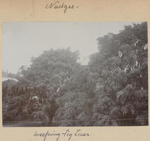 Weeping fig trees, Nudgee, Queensland, approximately 1900
