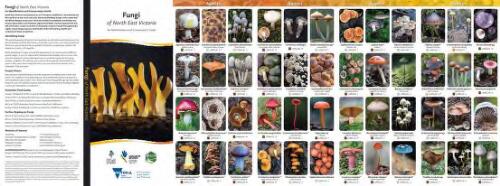Fungi of North East Victoria : an identification and conservation guide / Research, text and photography: Alison Pouliot