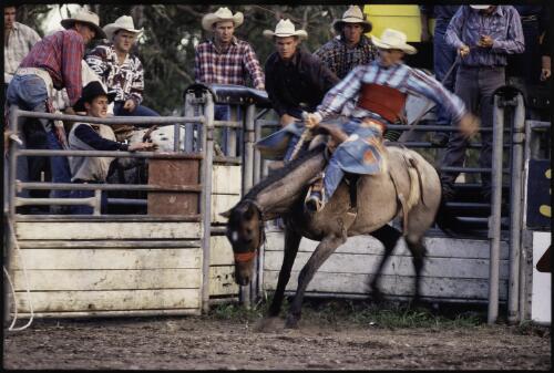 Wingham Rodeo bronco rider bursting out of chute, Wingham, New South Wales, approximately 1997 / Philip Gostelow