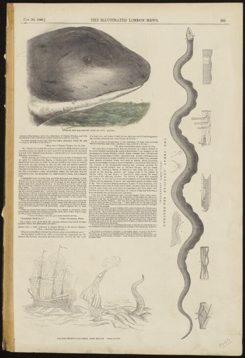 The great American sea-serpent [picture]