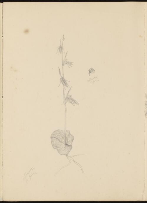 Sketchbook of orchids, Western Australia [picture] / R.D. Fitzgerald