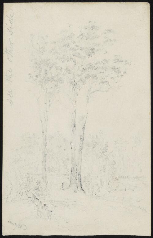Large gum tree, 1835 [picture] / [Robert Russell]