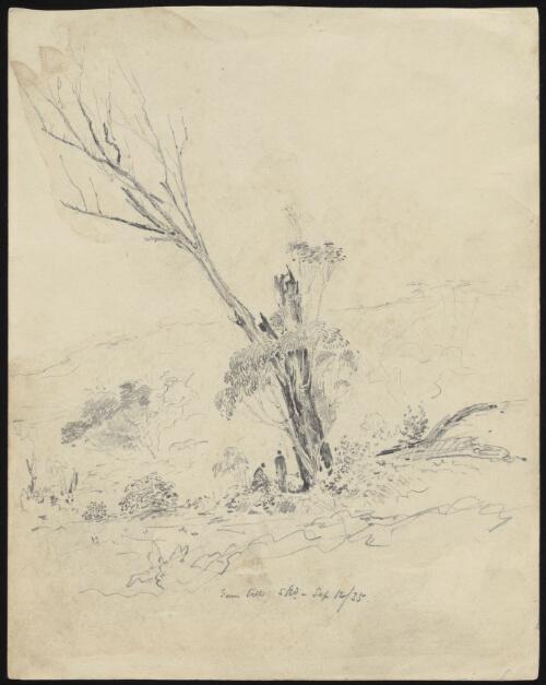 Gum tree, Sydney, 12 September 1835 [picture] / [Robert Russell]