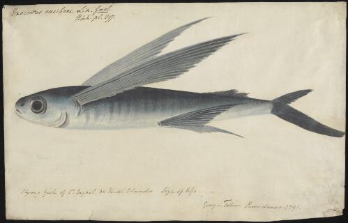 Flying fish of St. Iago [i.e. Santiago] - C. De Verde [i.e. Cape Verde]  Islands [picture] / George Tobin - Catalogue