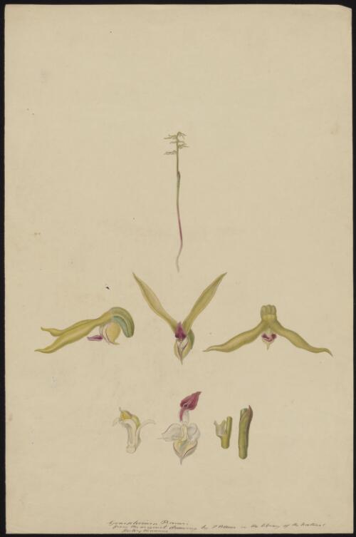 [Unidentified pencil and watercolour botanical drawings] [picture]