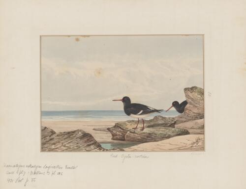 Pied oyster-catcher [picture] / Neville Cayley