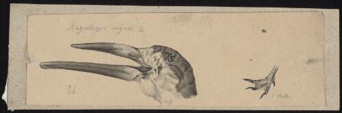 Birds of Australia and the Pacific region [picture] Heinrich Gottlieb Ludwig Reichenbach