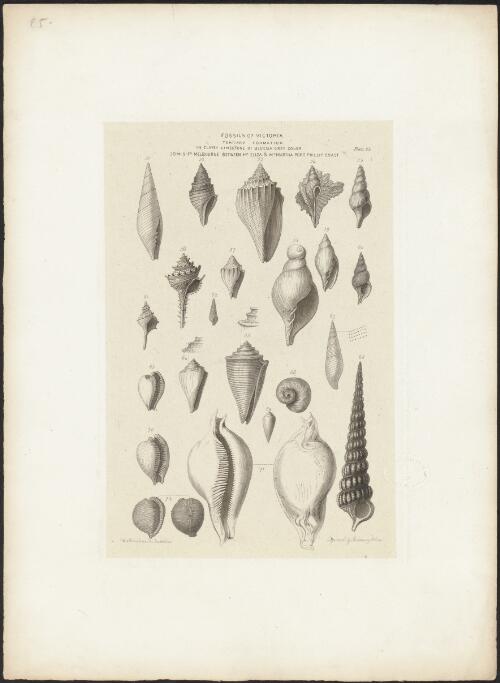 Fossils of Victoria, tertiary formation in clayey limestone of blueish [i.e. bluish] grey colour, 30ms. fr. Melbourne between Mt. Eliza & Mt. Martha, Port Phillip coast [picture] / engraved by Redaway & Sons; W.v. Blandowski, Australia
