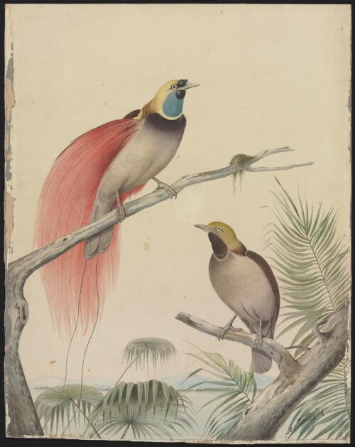 [Red paradise birds] [picture] / Neville Cayley