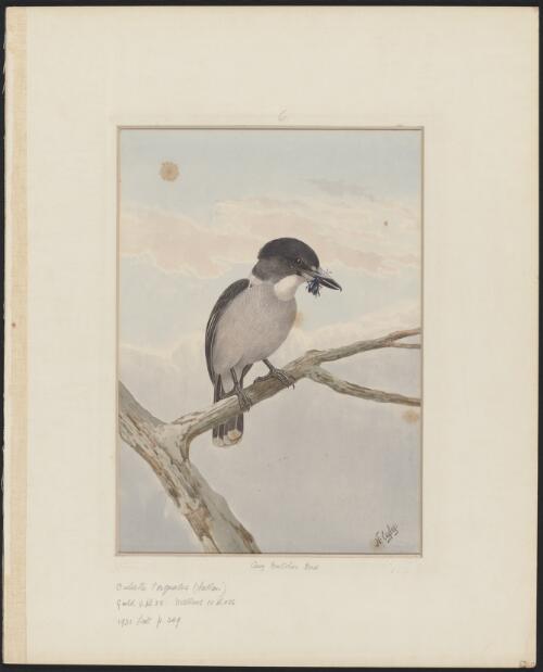 Grey butcher bird [picture] / N. Cayley