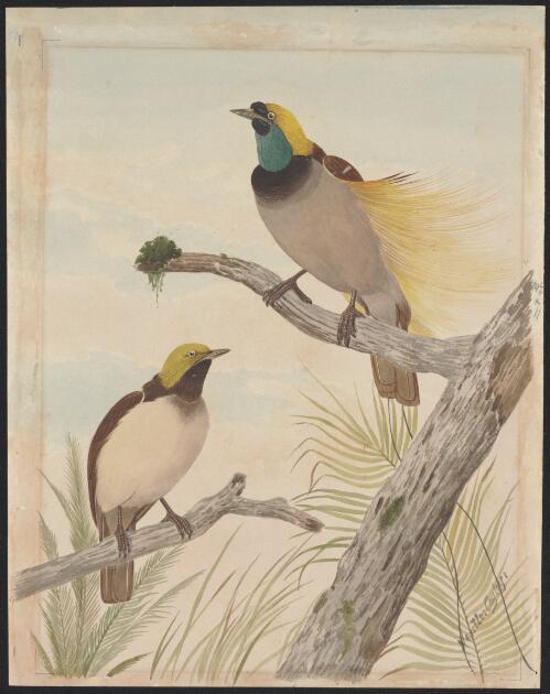 Great bird of paradise [picture] / Neville Cayley