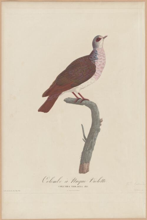 [Plates from Les Pigeons / C.J. Temminck] [picture] / Pauline de Courcelles fem. Knip pinx.; Cesar Macret sculp