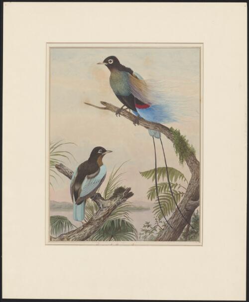 Rudolph bird of paradise [picture] / N. Cayley, 1892