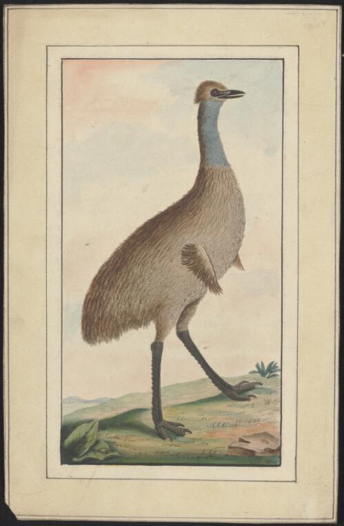 [An emu of New South Wales] [picture]