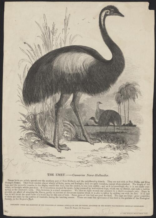 The emu (Casuarius Novae-Hollandiae) [picture]