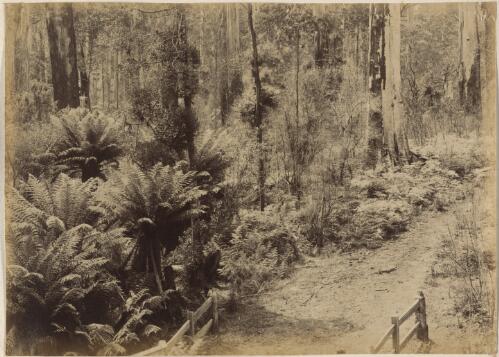 Road through a bush, Yarragon region, Victoria, approximately 1897 / by C. B. Walker