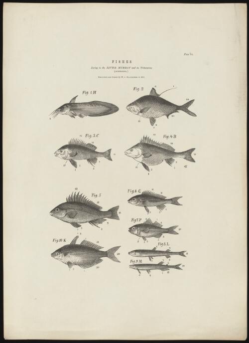 Fishes living in the River Murray and its tributaries, Australia, discovered and drawn by W. v. Blandowski in 1857 [picture] / N.C