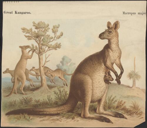 Great kangaroo - Macropus major [picture]