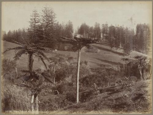 Tree ferns, Norfolk Island, approximately 1890 / Charles Kerry