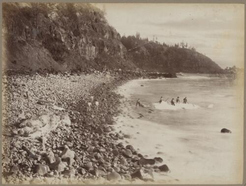 Group of men cutting in a whale on the shoreline, Norfolk Island, approximately 1890 / Charles Kerry