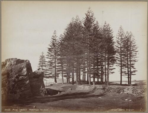 Pine trees, Norfolk Island, approximately 1890 / Charles Kerry