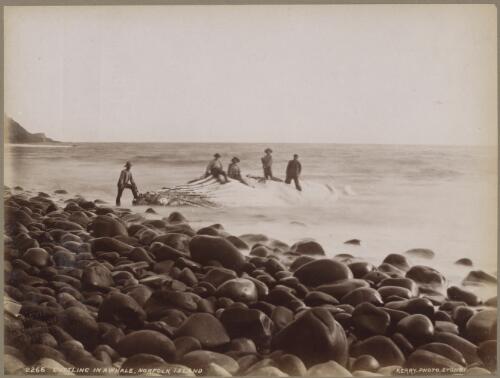 Five men cutting in a whale on the shoreline, Norfolk Island, approximately 1890 / Charles Kerry