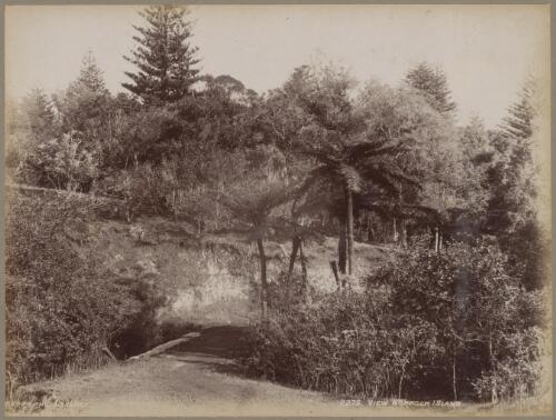 View across bushland, Norfolk Island, approximately 1890 / Charles Kerry