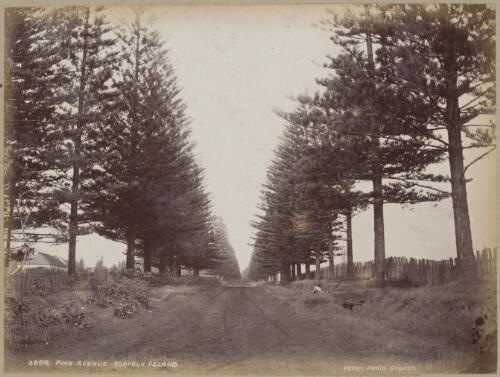 Pine avenue, Norfolk Island, approximately 1890 / Charles Kerry