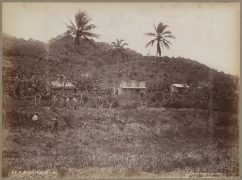 A plantation, Fiji, approximately 1890 / Charles Kerry