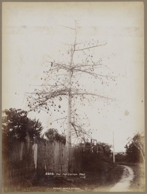 The Fiji cotton tree, approximately 1890 / Charles Kerry
