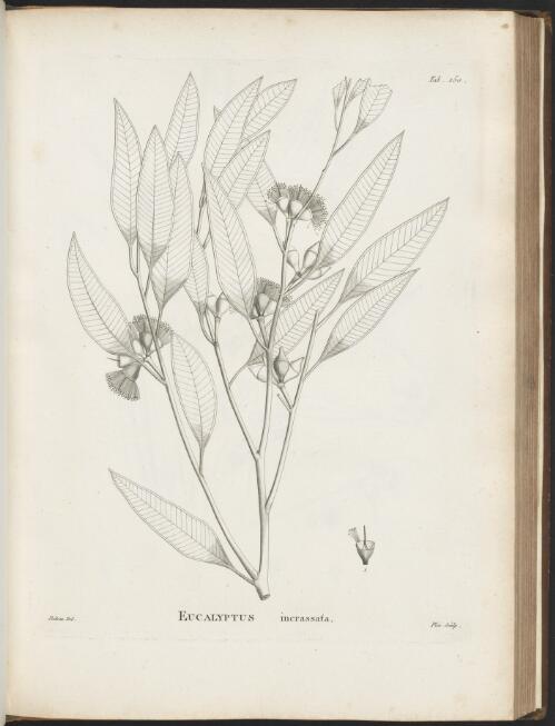 Novae Hollandiae plantarum specimen / auctore Jacabo-Juliano Labillardiere