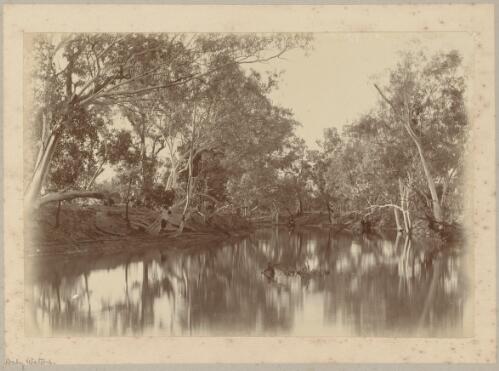 Trees on a river bank, Daly Waters, Northern Territory, approximately 1880, 2