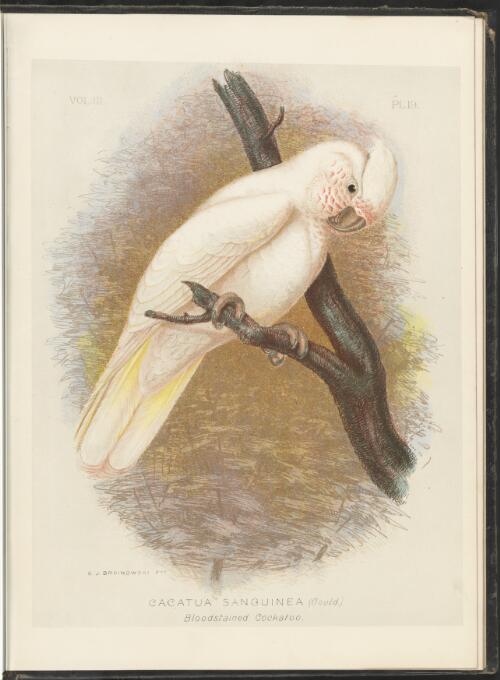 The cockatoos and nestors of Australia and New Zealand / by Gracius J. Broinowski