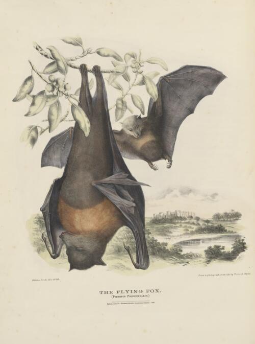 The Mammals of Australia / illustrated by Harriett Scott and Helena Forde for the Council of Education ; with a short account of all the species hitherto described by Gerard Krefft