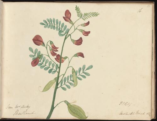 Darling Pea, Swainsona galegifolia, near Maitland, New South Wales, March 1834 / D.E. Paty