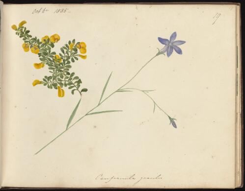 Wahlenbergia and Bossiaea, Newcastle, New South Wales, October 1835 / D.E. Paty