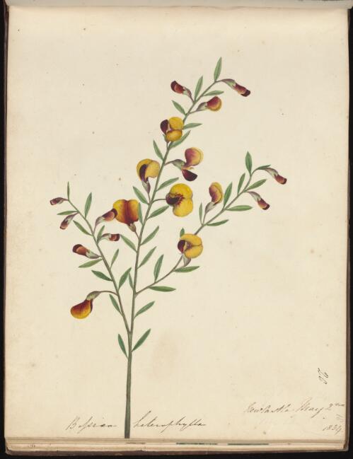 Bossiaea heterophylla, Newcastle, New South Wales, 2 May 1834 / D.E. Paty