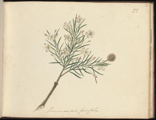 Ricinocarpos pinifolius, Newcastle, New South Wales, approximately 1834 / D.E. Paty