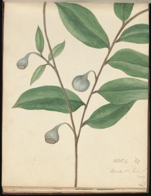 Eupomatia laurina, Newcastle, New South Wales, 7 June 1834 / D.E. Paty