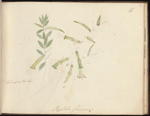 Styphelia triflora, Newcastle, New South Wales, approximately 1834 / D.E. Paty