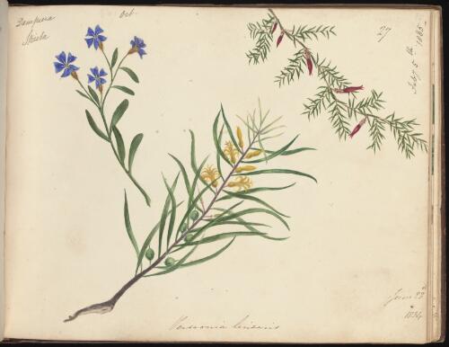 Dampiera stricta, October 1834?, Persoonia Linearis, 23 June 1834 and Ericaceae, 5 February 1835, Newcastle, New South Wales / D.E. Paty