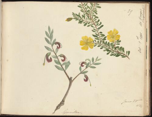 Grevillea, 23 June 1834 and Hibbertia, 1 October 1835, Newcastle, New South Wales / D.E. Paty