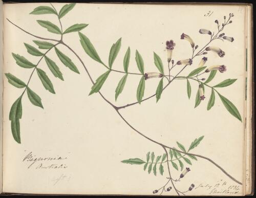 Pandorea pandorana, Maitland, New South Wales, 12 July 1834 / D.E. Paty